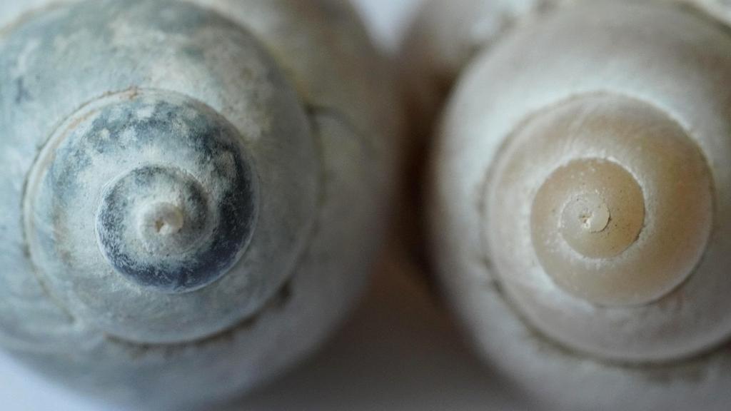 Adaptacyjne algorytmy biologiczne